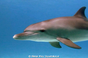Just one of dolphin's family ;)) It is a face of happines... by Elena May Izyumskaya 